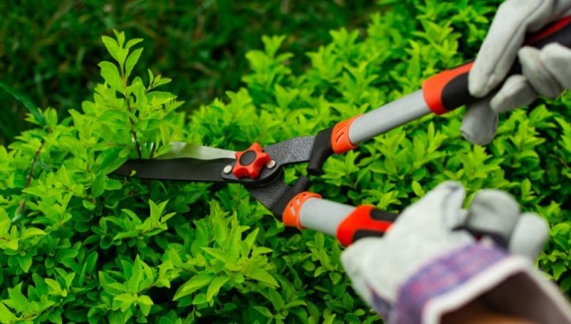 Bảng giá dịch vụ chăm sóc cây xanh