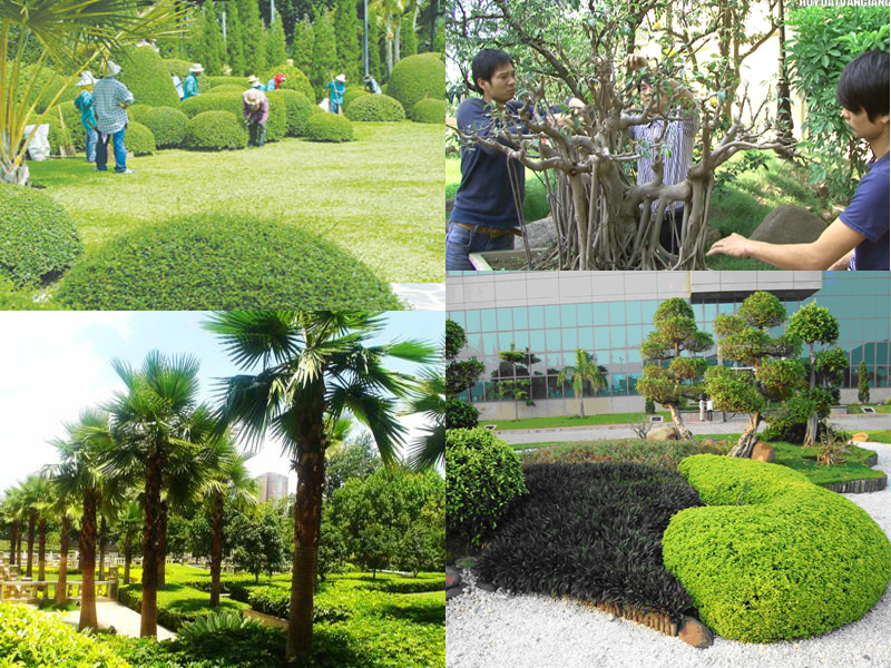 Dịch vụ chăm sóc cây cảnh Quận 10 của Hata Landscape
