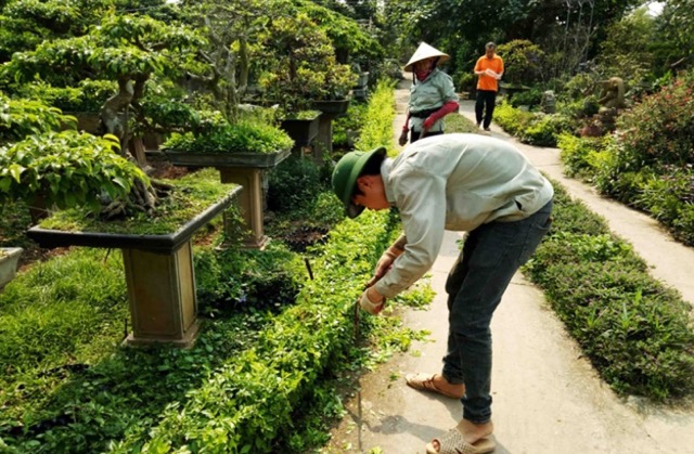 Dịch vụ chăm sóc cây xanh tại Hà Nội của Hata Landscape