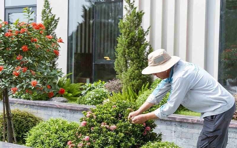 Dịch vụ chăm sóc cây trọn gói gồm cắt tỉa, bón phân, trị bệnh từ A-Z.