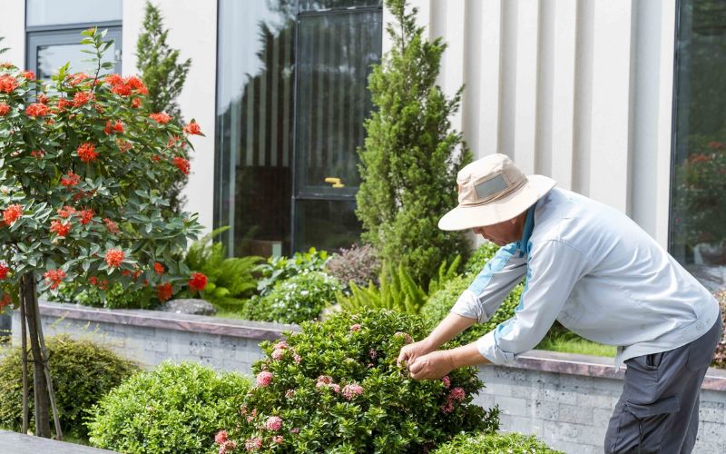 thuê dịch vụ chăm sóc cây xanh dịp Tết