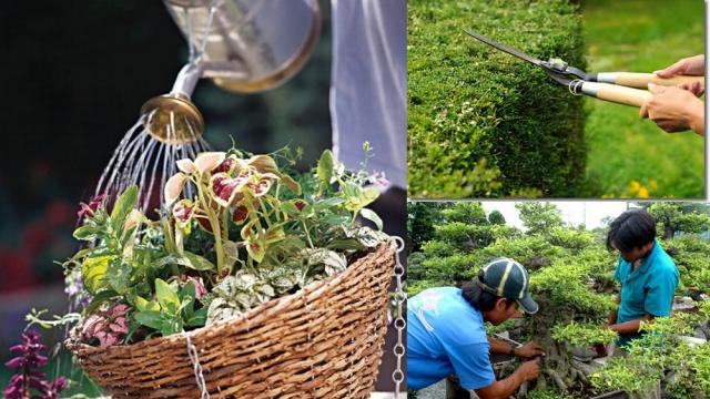 Quy trình các bước chăm sóc cây xanh