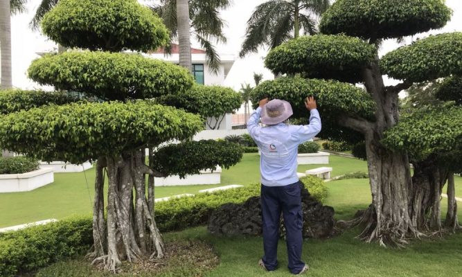 Những vấn đề thường gặp của cây xanh tại Tphcm