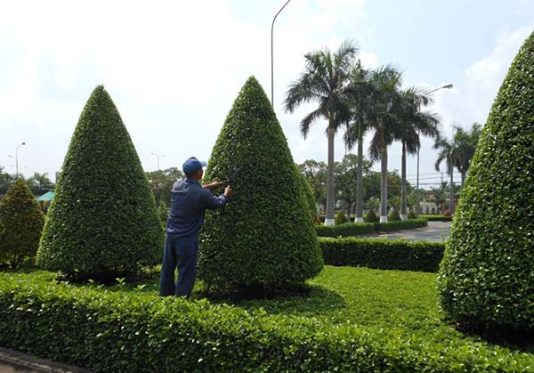 Dịch vụ chăm sóc cây xanh bao gồm cắt tỉa tạo dáng, bón phân định kỳ, phun thuốc phòng trừ sâu bệnh