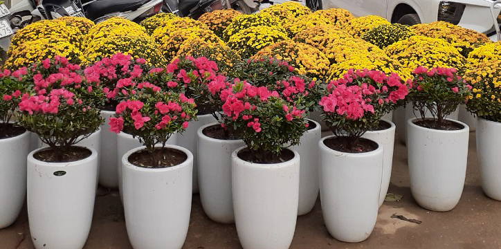 Tại sao nên chọn dịch vụ cho thuê cây cảnh Tết thay vì mua?