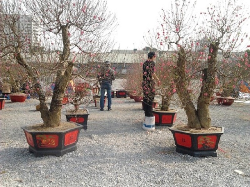 Dịch vụ thuê Đào Nhật Tân, Đào rừng Tây Bắc