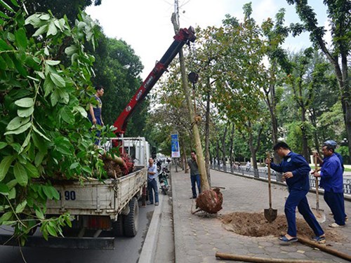 Dịch vụ di dời cây xanh, bứng dưỡng cây xanh chuyên nghiệp