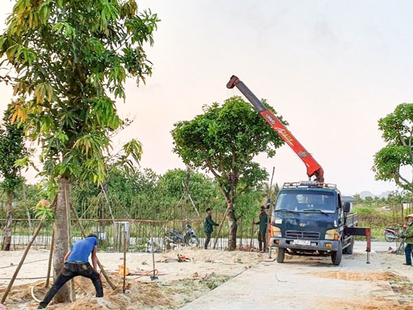 HATA LANDSCAPE nhận trồng mới, trồng dặm và thay thế cây theo yêu cầu.