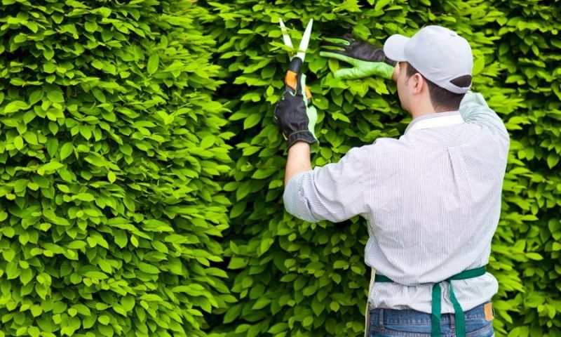 Dịch vụ chăm sóc cây xanh tại Đà Nẵng giúp cây luôn xanh tốt, cảnh quan bền đẹp và an toàn.