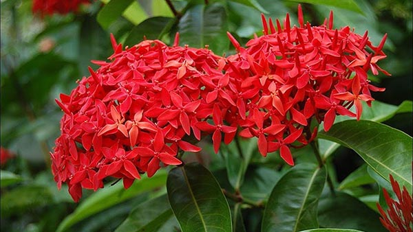 Cây bông trang rực rỡ, dễ chăm sóc và mang lại tài lộc.