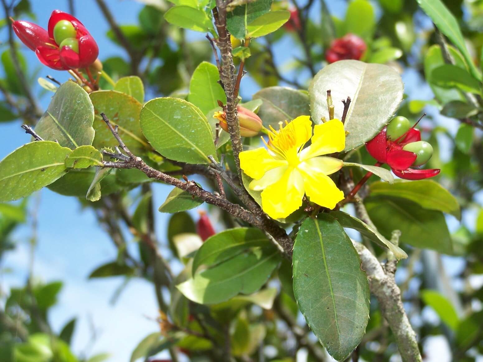 Mai tứ quý nở hoa đẹp quanh năm, tượng trưng cho may mắn.