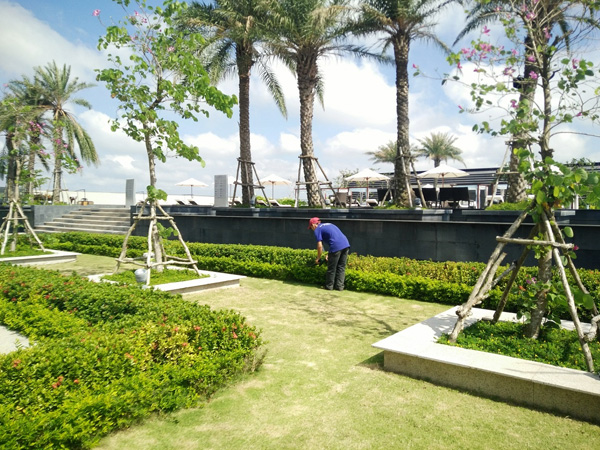 công ty chăm sóc cây xanh chuyên nghiệp