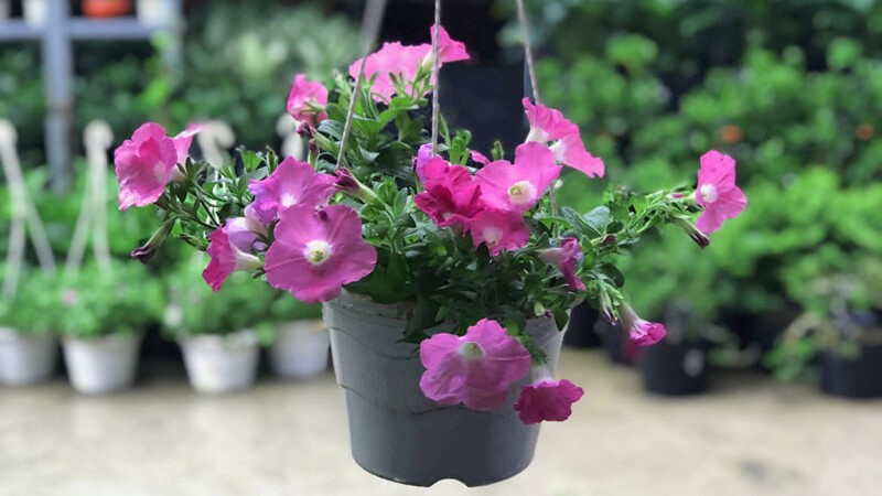 Dạ Yến Thảo đơn