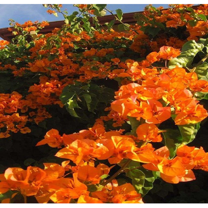 Kỹ thuật trồng hoa giấy màu cam