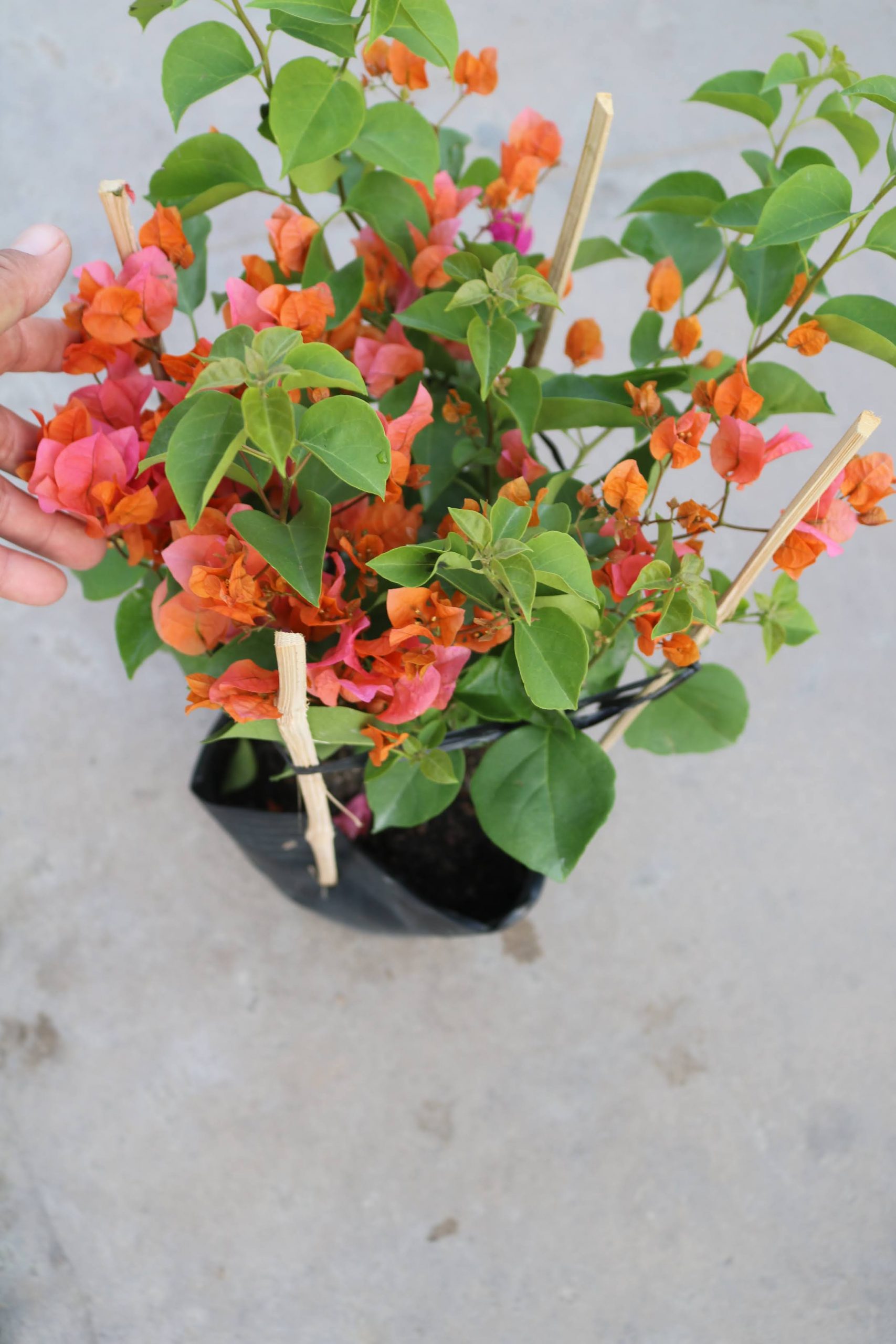 Ứng dụng của hoa giấy màu cam trong kiến trúc cảnh quan