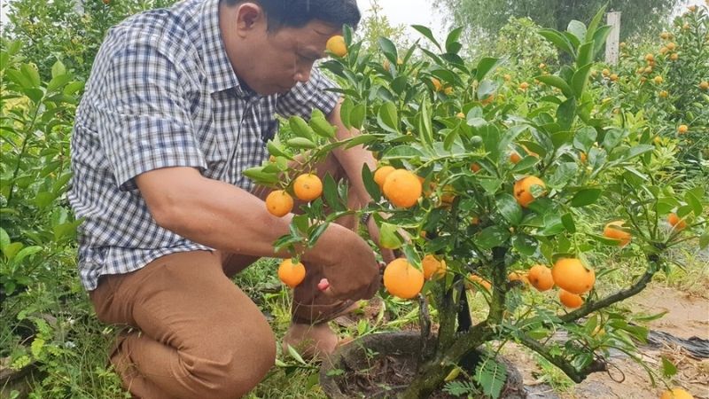 Chế độ chăm sóc định kỳ sau khi trồng