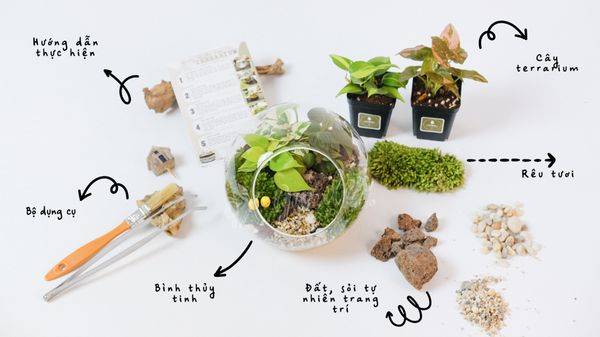 Hướng dẫn làm terrarium đơn giản, dễ thực hiện tại nhà nhanh.