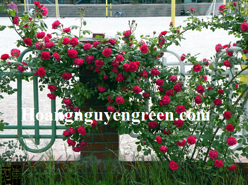 Hàng rào cây hoa hồng