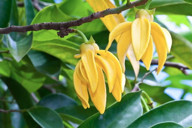 Cây hoàng lan có hoa vàng thơm, tán đẹp và sinh trưởng tốt ở khí hậu nóng ẩm.