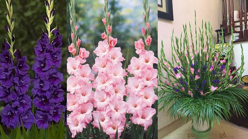 Kỹ thuật trồng và chăm sóc chi lay ơn