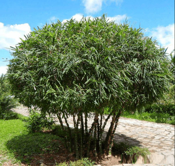 Trồng trúc Phật Bà đúng cách cần chọn giống khỏe, đất thoát nước tốt và đủ ánh sáng.