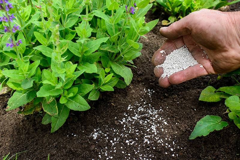 Bón phân đúng cách giúp cây hấp thu dinh dưỡng hiệu quả và phát triển khỏe mạnh.