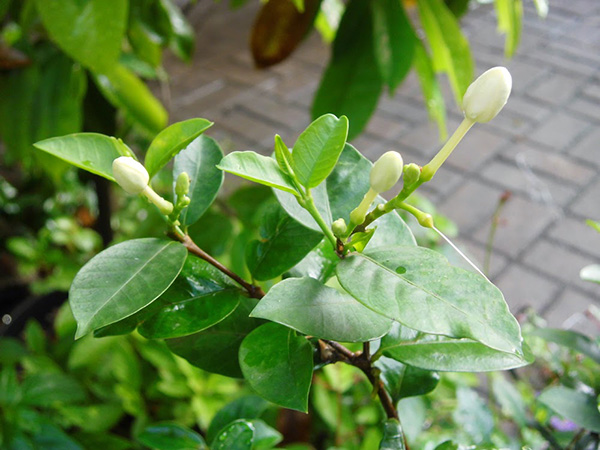 Cây Mai Chỉ Thiên
