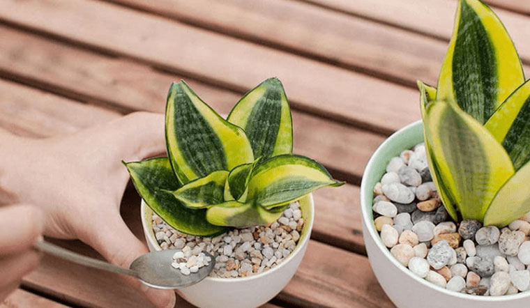 Có nên trồng cây Lưỡi Hổ trong nhà hay không?