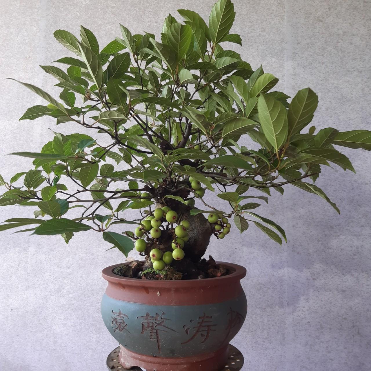 Sau khi đậu quả cần giữ ẩm ổn định và chăm sóc nhẹ để tránh rụng quả non.