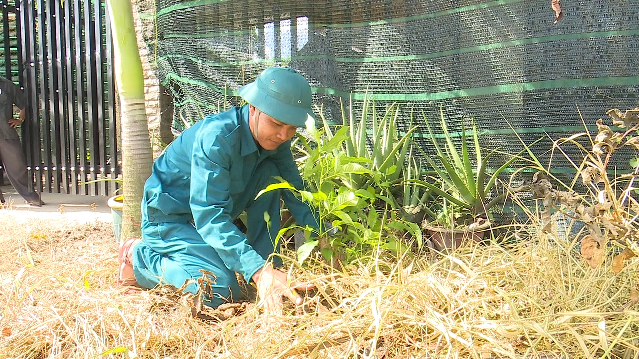 Phát quang bụi rậm quanh nhà