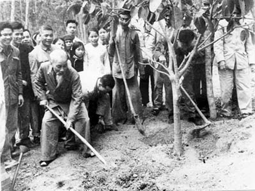 Tết trồng cây bắt nguồn từ lời kêu gọi của Hồ Chí Minh năm 1959.