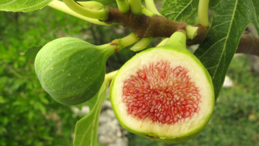 Cây sung tượng trưng cho sự sung túc, đủ đầy và may mắn trong ngày Tết.