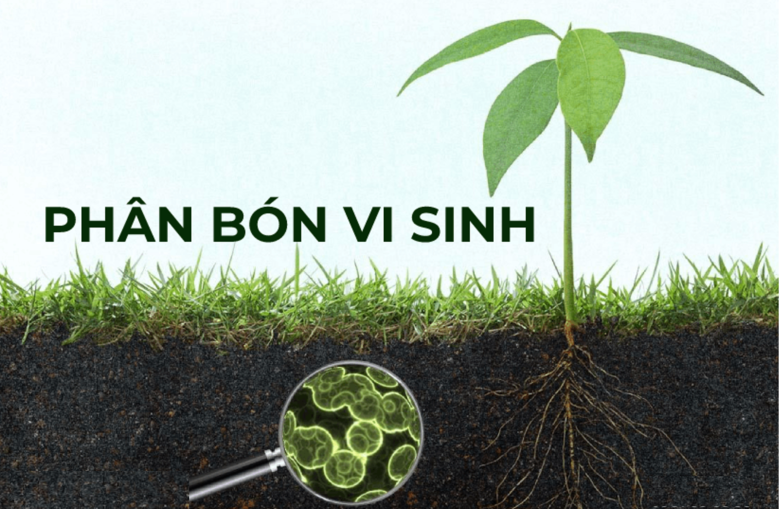Phân bón hữu cơ sinh học và vi sinh giúp cây khỏe mạnh và đất trồng màu mỡ hơn.
