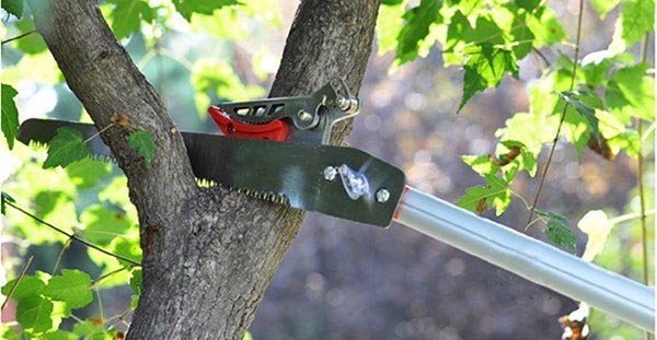 Dụng cụ thủ công và bán cơ giới phù hợp cắt tỉa cành thấp, tán nhỏ.