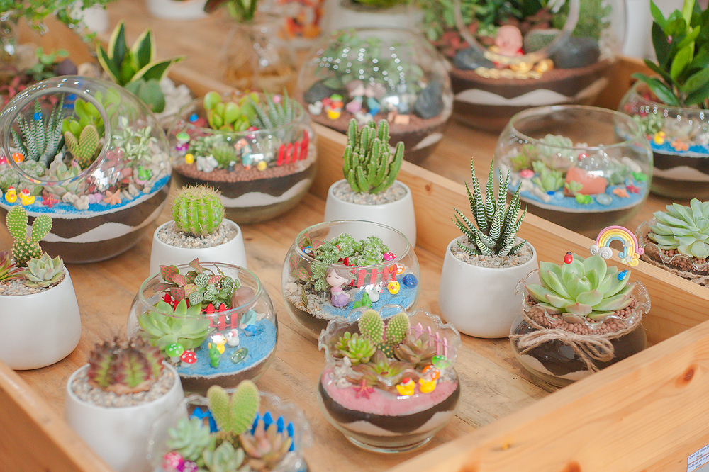 Phân loại tiểu cảnh terrarium phổ biến gồm hệ kín và mở.