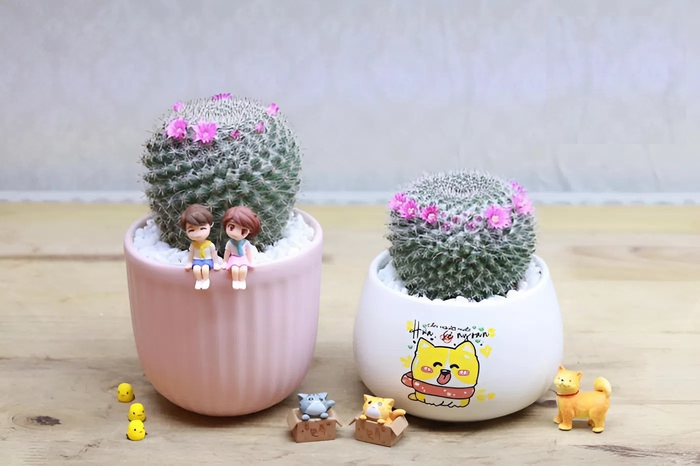 Quà tặng cây xương rồng bánh sinh nhật