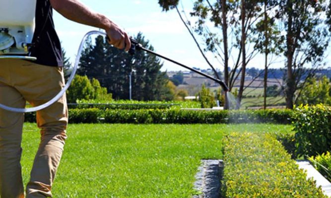 Cách chăm sóc cây xanh cơ bản