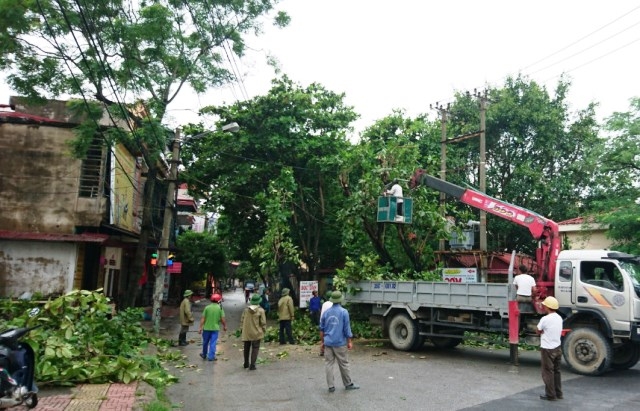 Quy trình di dời cây xanh chuẩn kỹ thuật, đảm bảo tỷ lệ sống cao