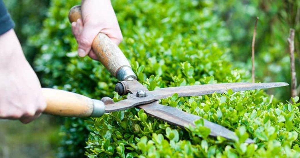 Quy trình bài bản giúp đảm bảo chất lượng và hiệu quả bảo dưỡng cảnh quan.