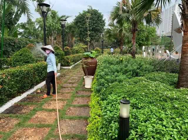 Những sai lầm phổ biến khi tự chăm sóc cây cảnh quận 10