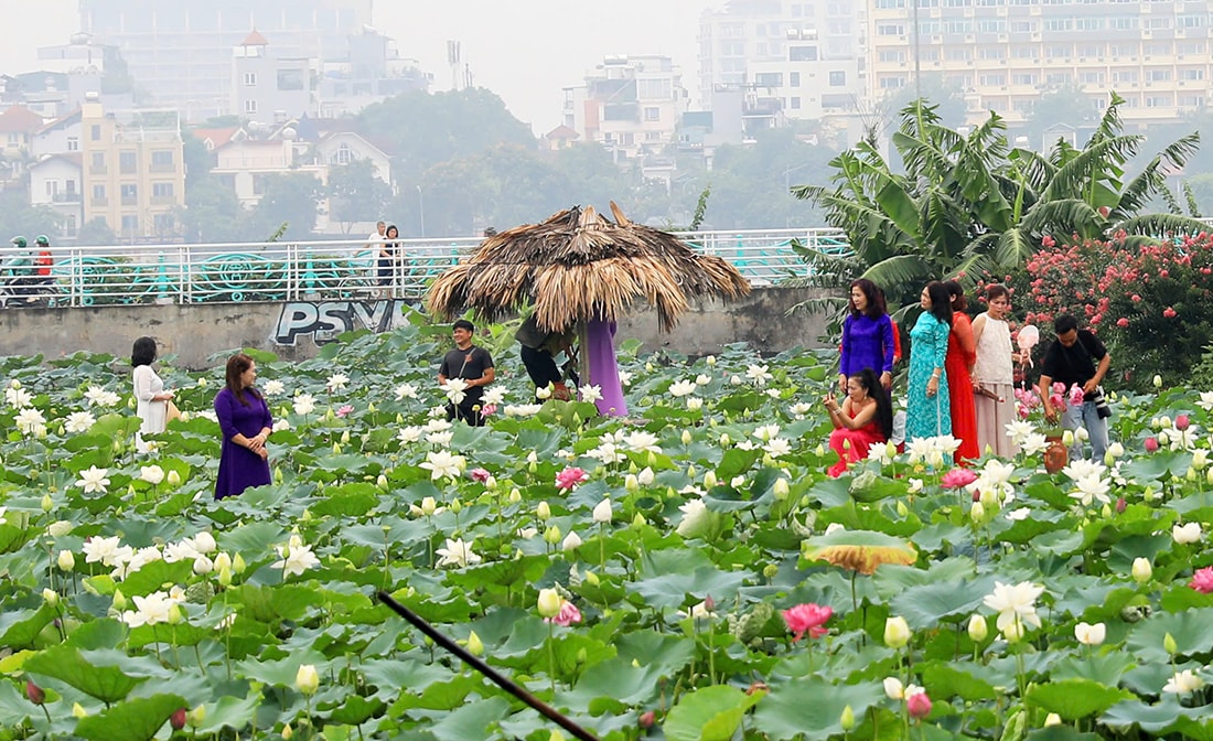Sen Hồ Tây (Hà Nội)