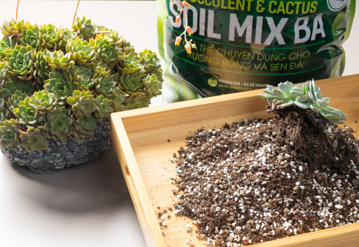 Soil Mix là giá thể trộn giúp thoát nước tốt và hạn chế úng rễ cho cây nội thất.