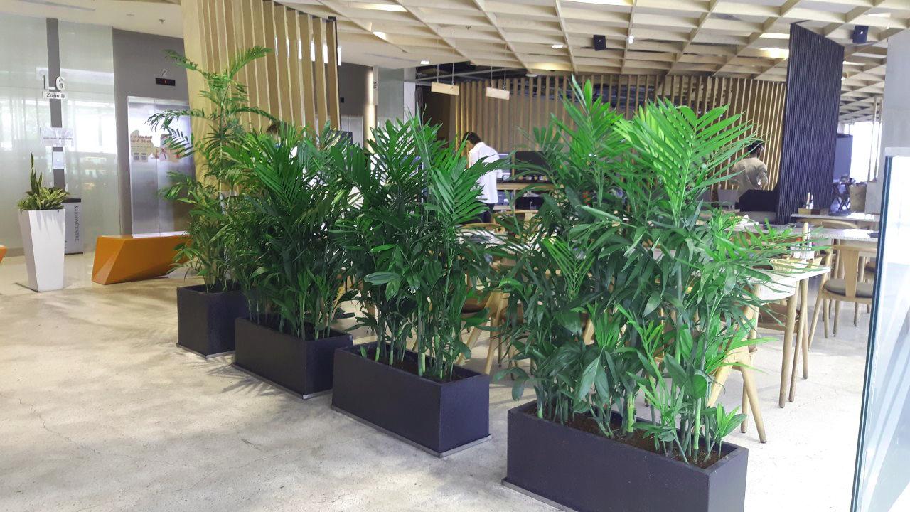 Tác dụng của cây cau Hawai