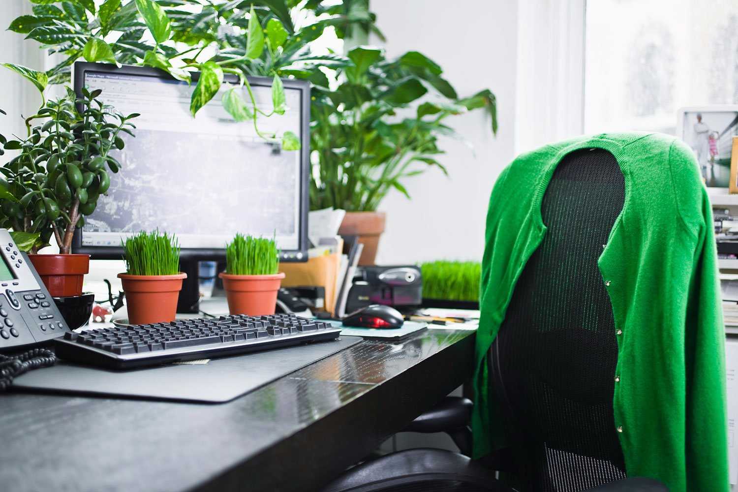Những vị trí tuyệt đối không đặt cây trong văn phòng