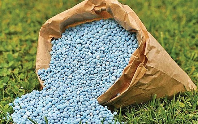 Bón phân giúp cây nội thất luôn xanh tốt và phát triển khỏe mạnh.