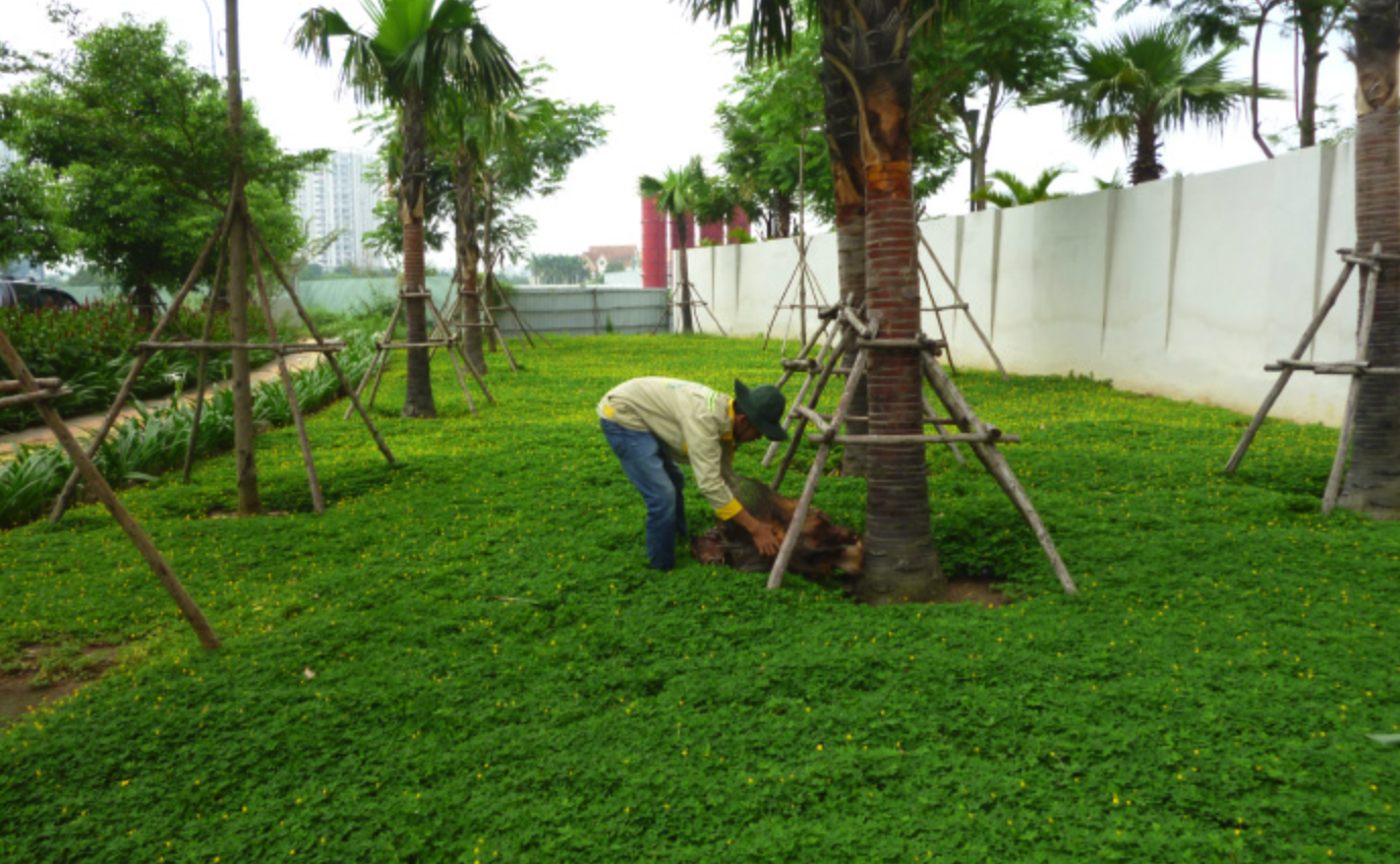 Quy trình chuẩn về vệ sinh cảnh quan