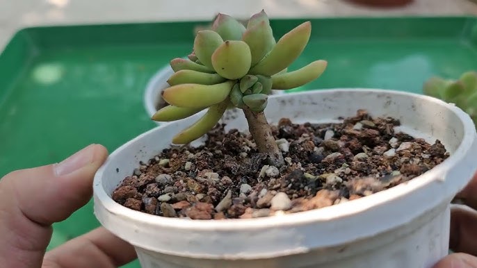 Các thành phần trong giá thể trồng sen đá
