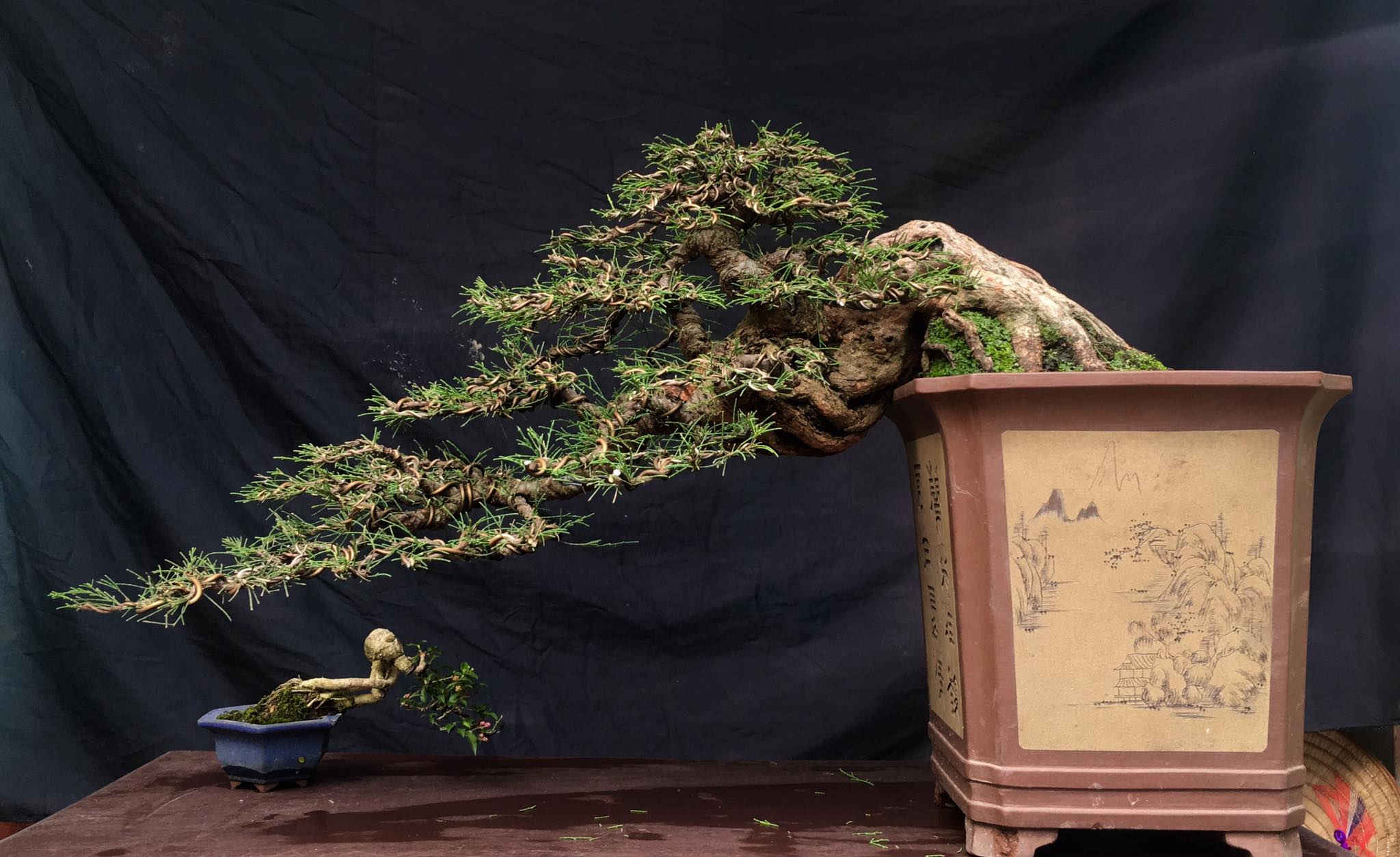 thế cây cảnh đẹp