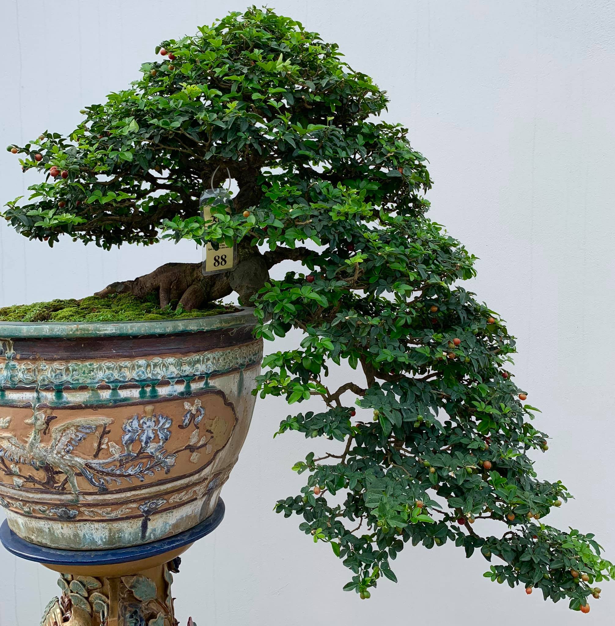 thế cây cảnh đẹp