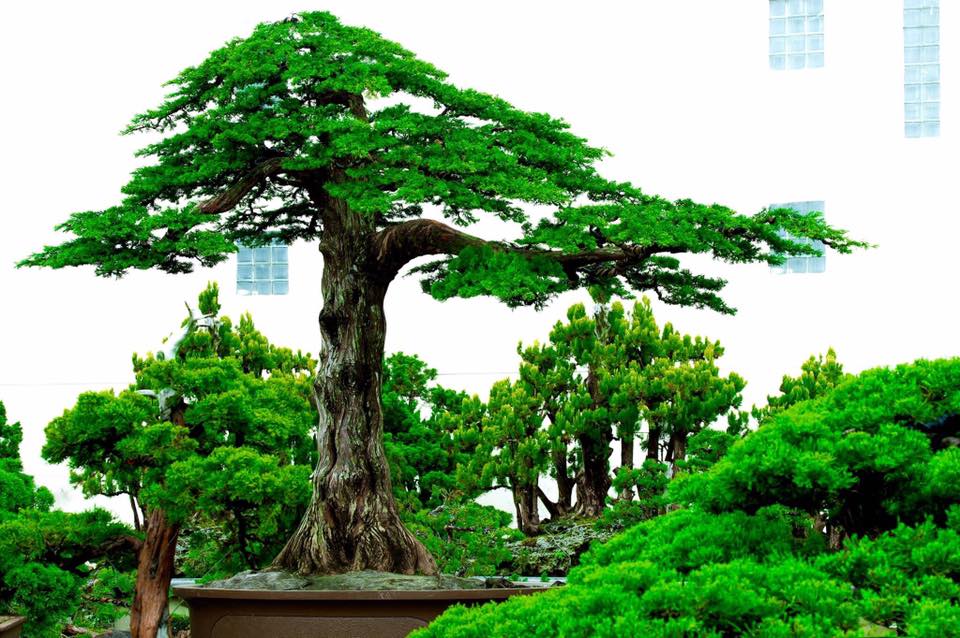 thế cây cảnh đẹp